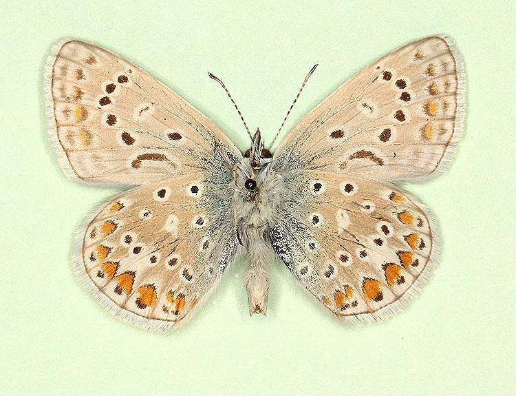 Polyommatus icarus male (aberrant form melanotoxa) (Internet Image property of respective owner, non-commercial use only)